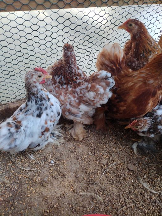 Kochin miniaturowy porcelanowy kurczęta