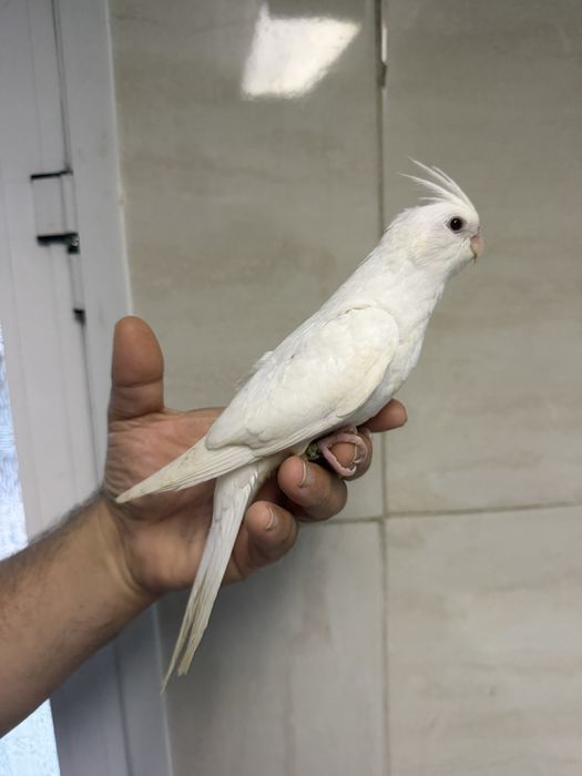 Caturras criadas á mão