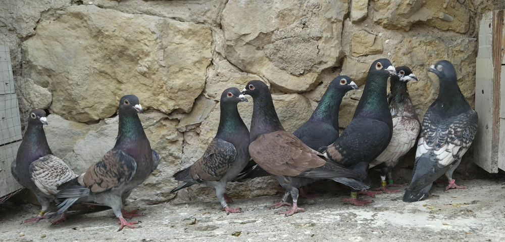 Pocztowe gołębie- toy/ frill stencill