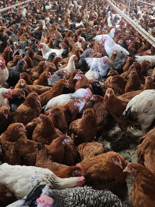 Kury nioski Rosa z pierwszym jajkiem. Dominant z wolnego wybiegu.Dowóz