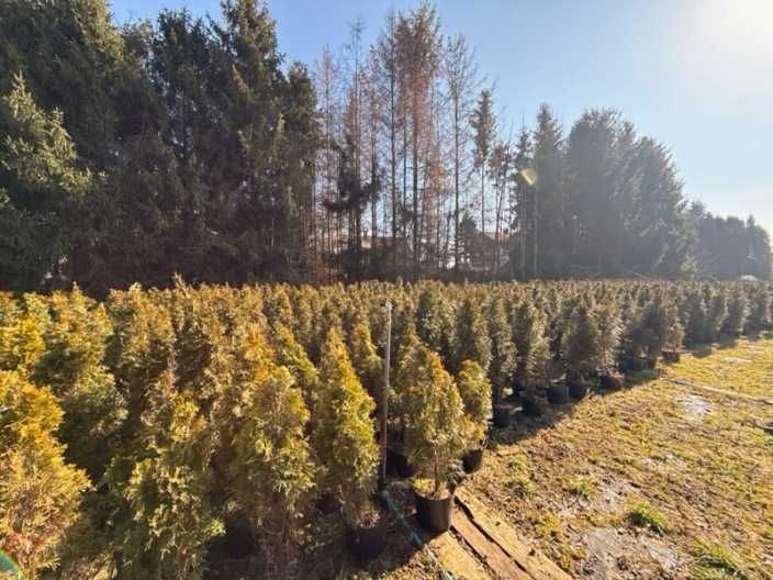 Thuja SMARAGD, 100–140 cm WYPRZEDAŻ