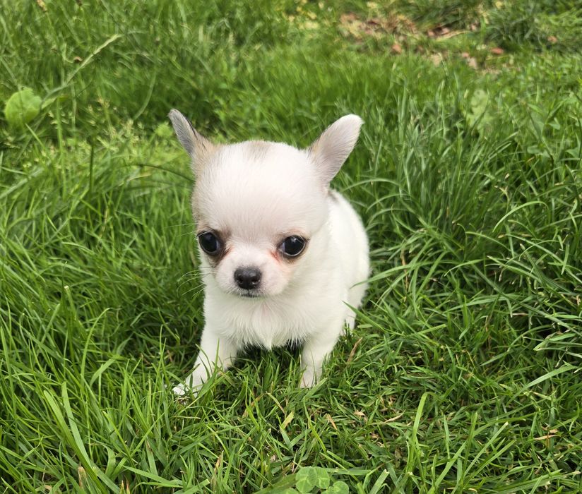 Chihuahua bardzo maleńka sunia