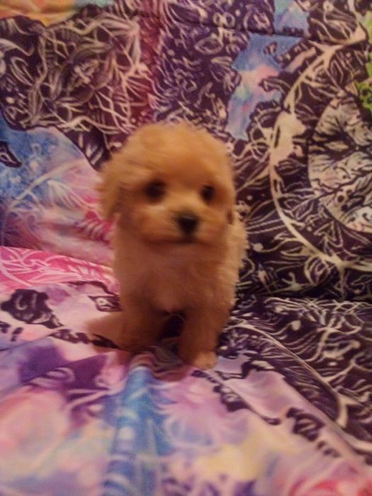 Цуценятка мальтіпу з доставкою у Ваше місто