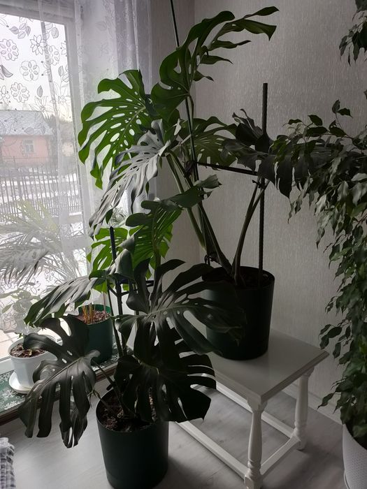 Kwiat monstera 140 cm