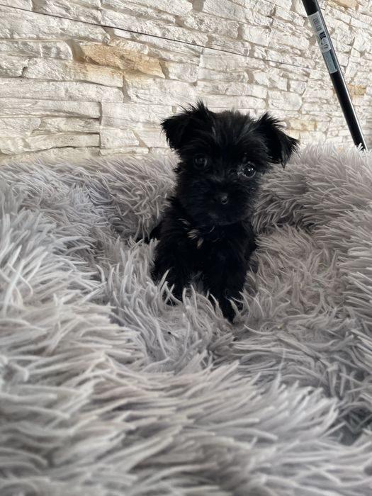 Black york yorkshire terrier