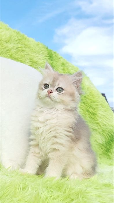 Британська дівчинка Голубе золото