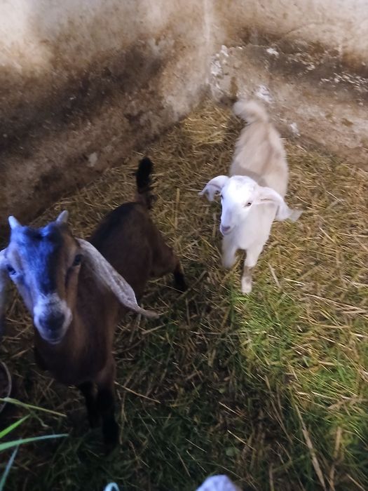 Koza  z mlekiem. kuzka  młoda koziołek