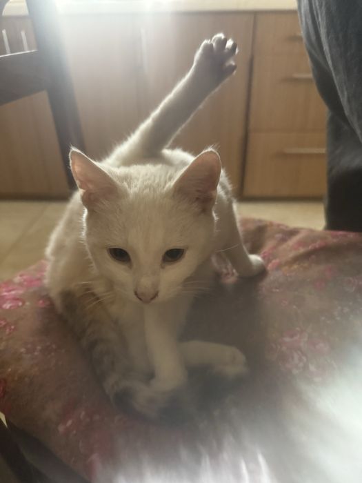 Oddam za darmo kocurka