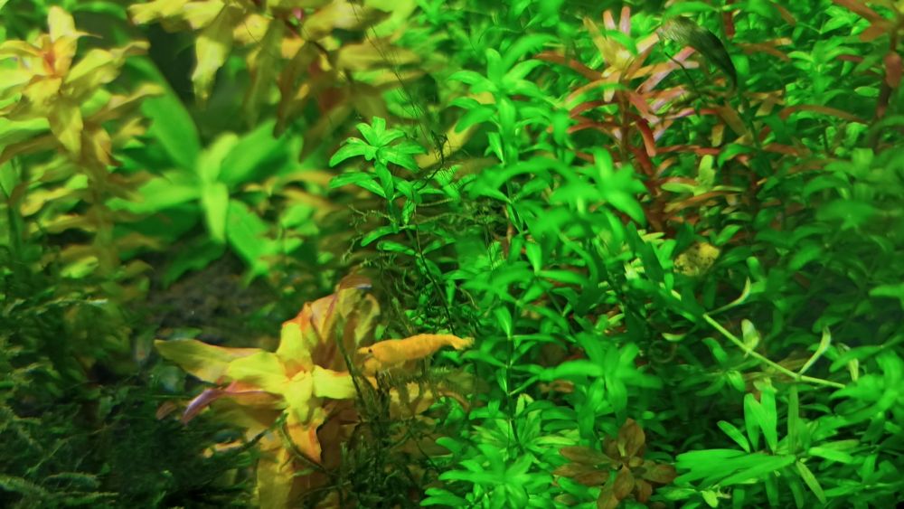 Lindos Camarões laranja Neocaridinas Orange