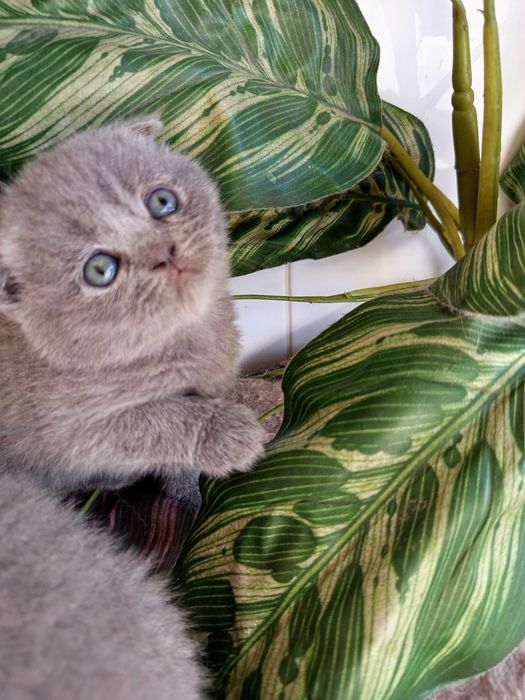 Scottish fold fêmea vacinada