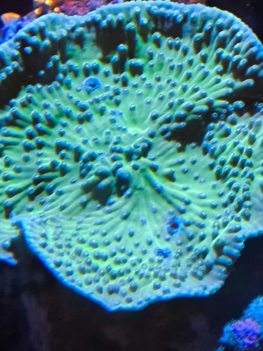 akwarium morskie euphyllia szczepki