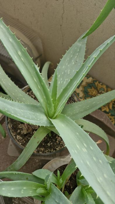 Алое. Трёхлетней.