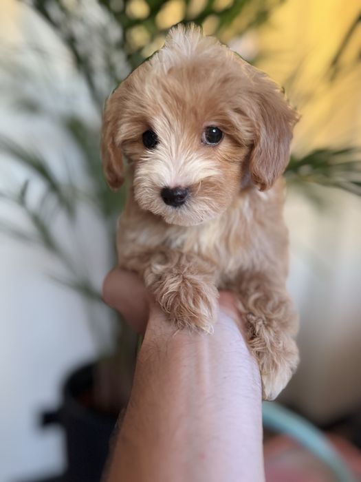 Maltipoo Suczka Art Puppies Badania