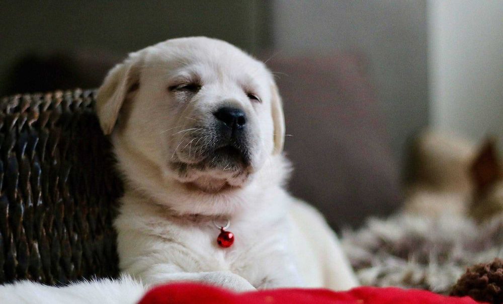 Biszkoptowa suczka labrador rodowód ZkWP FCI przebadana! dogoterapia!