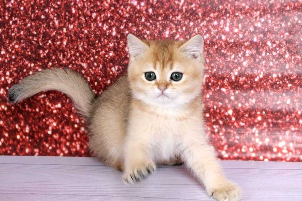 Суперська золота шиншила з домашнього розплідника-хлопчик