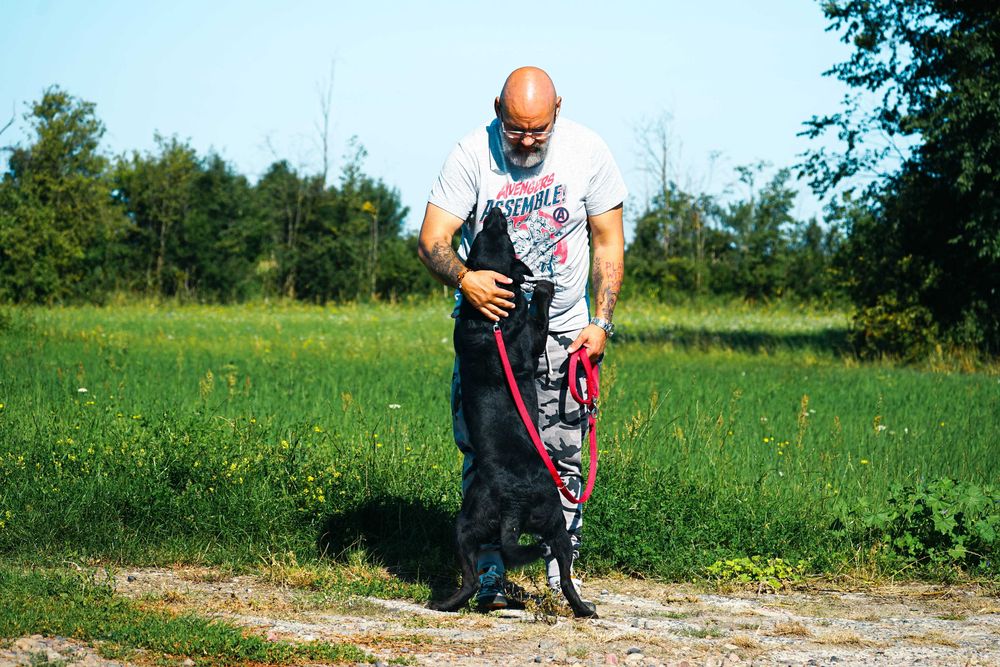 NEMO - świetny psiak w typie labrador