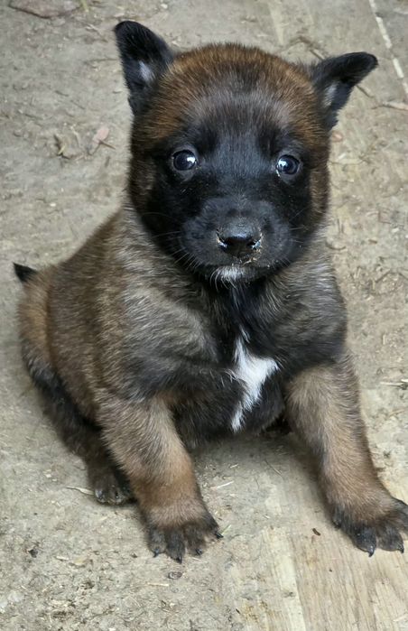 Owczarek belgijski malinois suczka