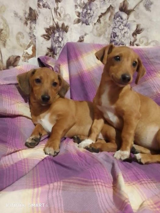 Продаю не дорого цуценят порід такси