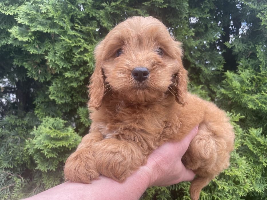 Cockapoo suczki i piesek