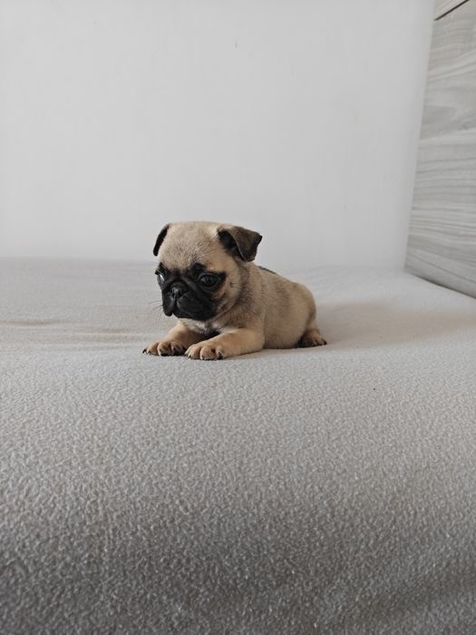 Sprzedam ślicznego samca Mops beżowy