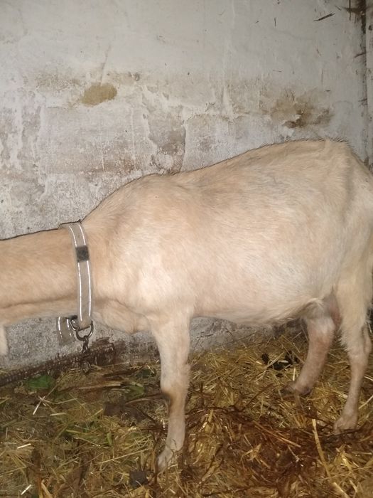 продам козу первістка