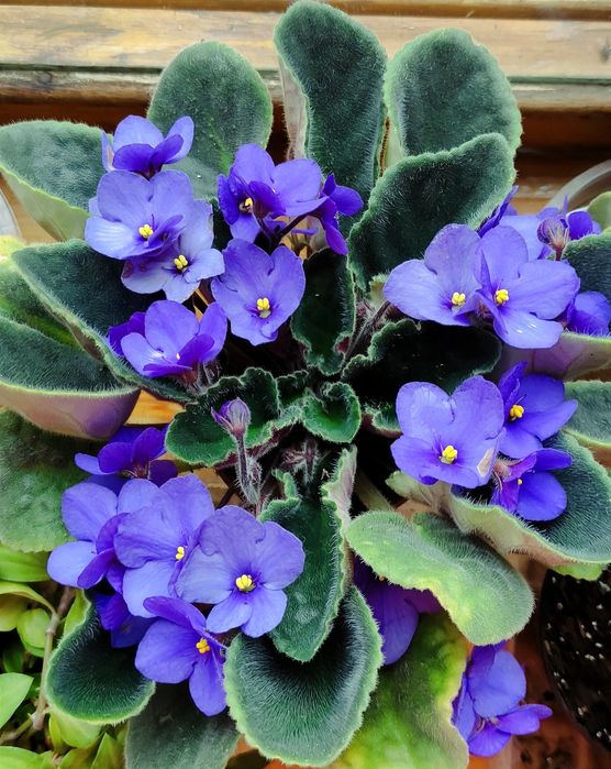 Квітуча фіалка сенполія чернильная фиалка фиолетовая сенполия в горшке