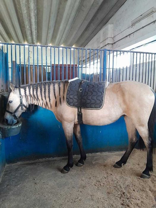 Linda égua cruzada baia montada