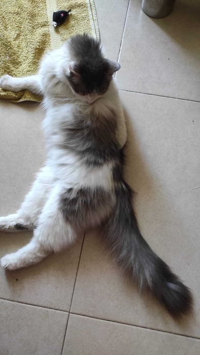 Gatinha jovem e dócil para adopção