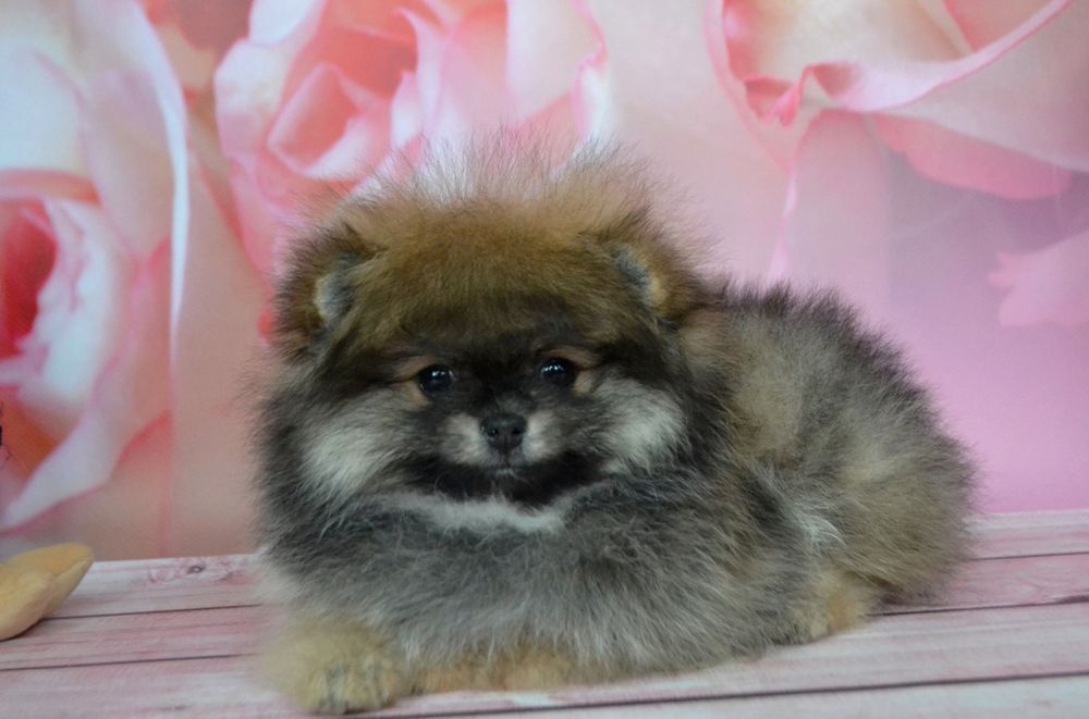 Шикарная мини девочка с документами