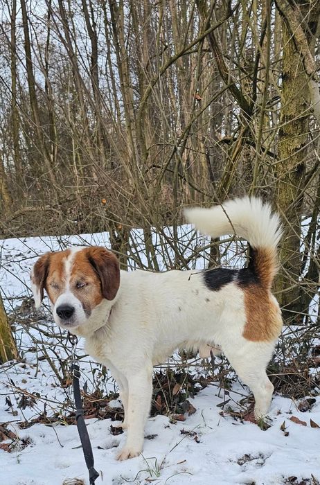 Gałgan- niewidomy mix beagle w schronisku