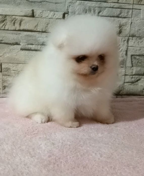 Крихітна дівчинка шпіц