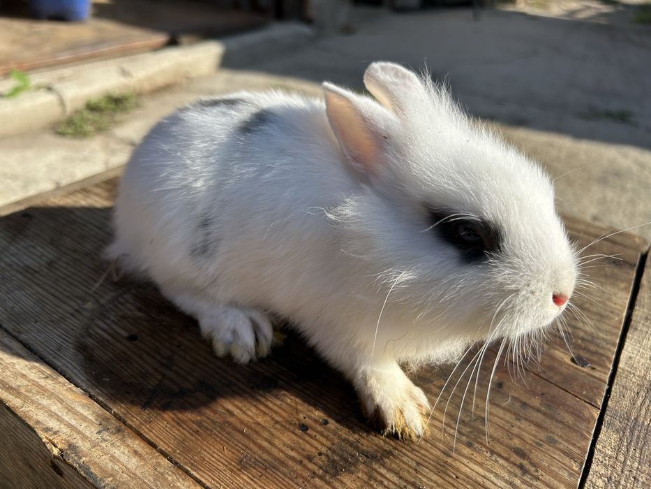 Coelhos anões bébés