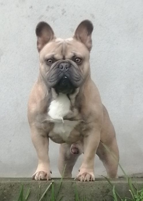 Bulldog Francês Blue Fawn