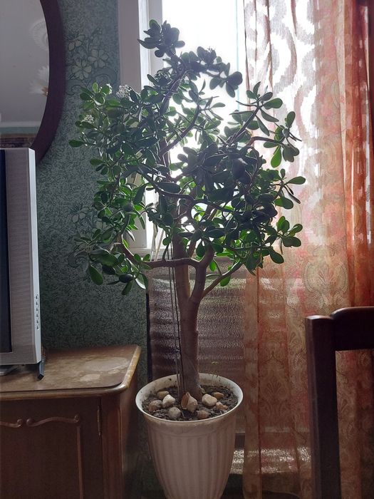 Грошове дерево величезне