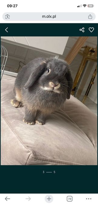 Piękny królik mini lop