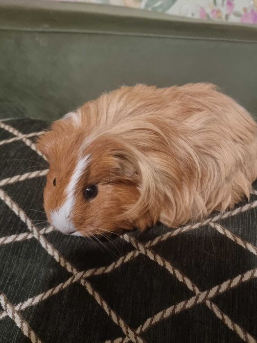 Морская свинка Шелти