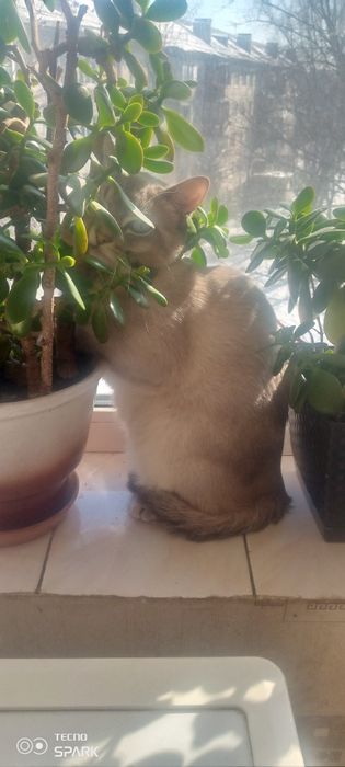 Потерялся котик!