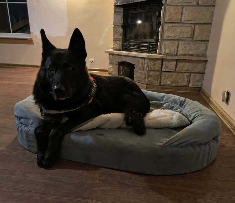 Murin - idealny pies w typie czarnego owczarka niemieckiego