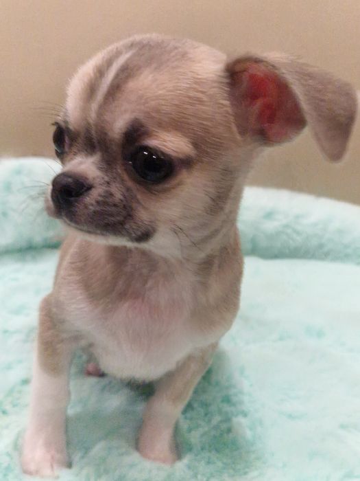 Piesek chihuahua krótkowłosy gotowy do zmiamy domku