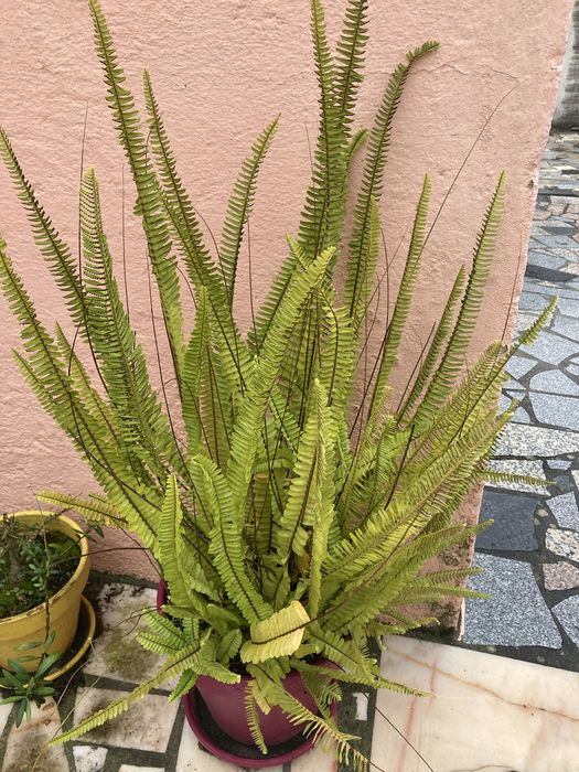 Nephrolepis exaltata
