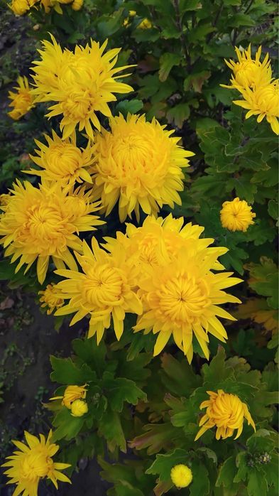 Хризантема залишки