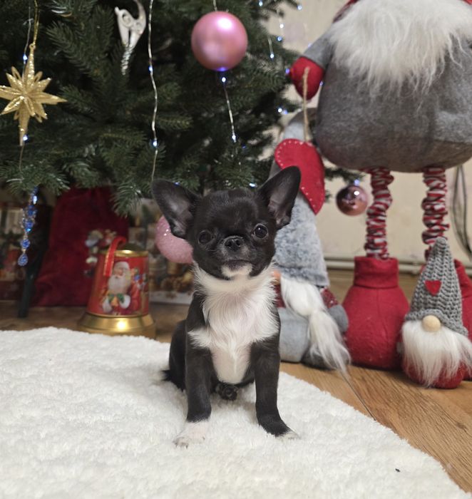 Неймовірні хлопчики. Міні чихуахуа