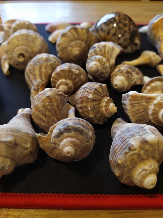 Ракушки морські для акваріума, декора.