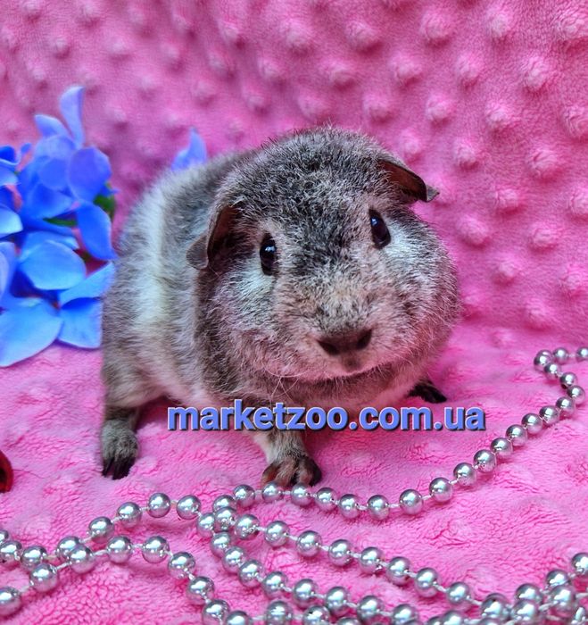 Морская свинка,морские свинки,морська свинка теддi,морськi серебро