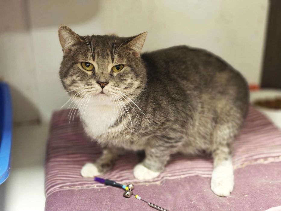 Котик, кіт, ніжний красень Шайн (2 роки) – дуже хоче додому!!!