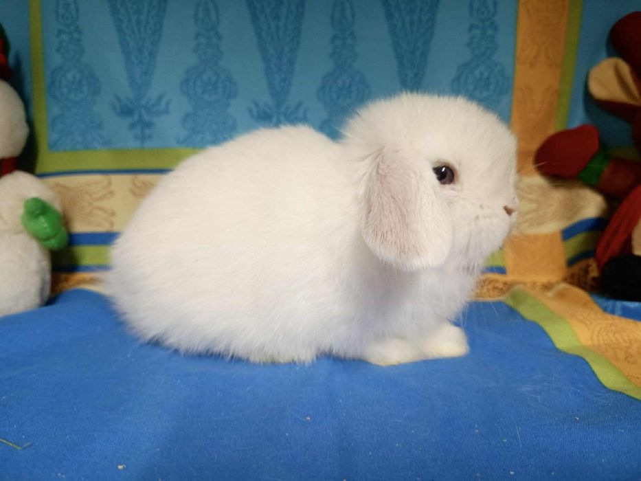 Sprzedam króliczki mini lop mini loop niebieskookie