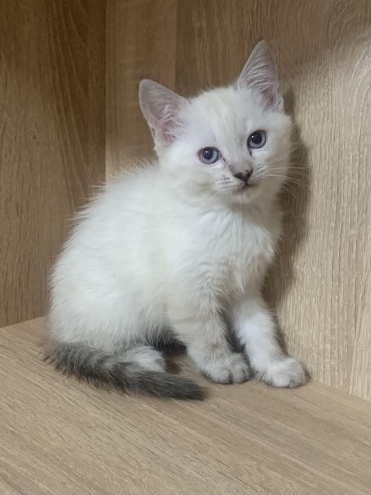 Віддам кошенят в добрі руки