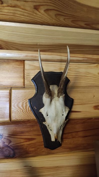 Poroże, parostki, rogi