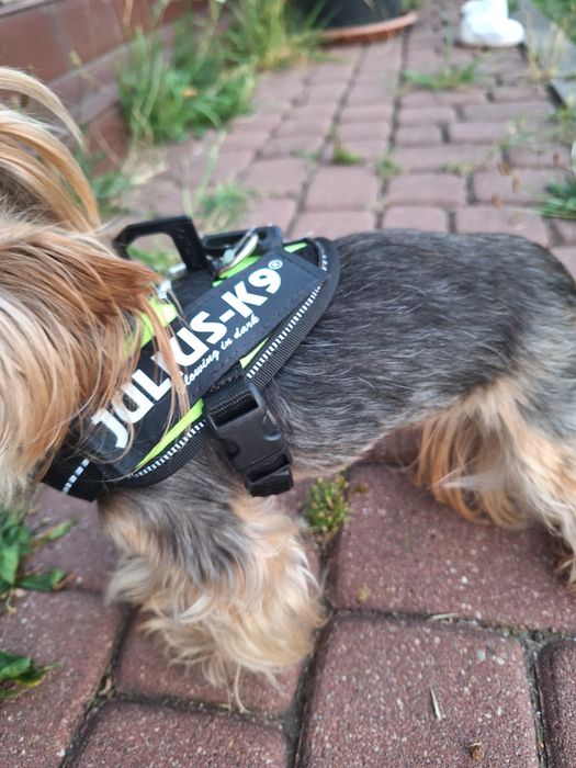 Szelki dla pieska Julius- K9, rewelacyjna cena