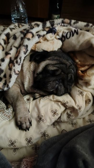 Мопс,мальчик ищет невесту.